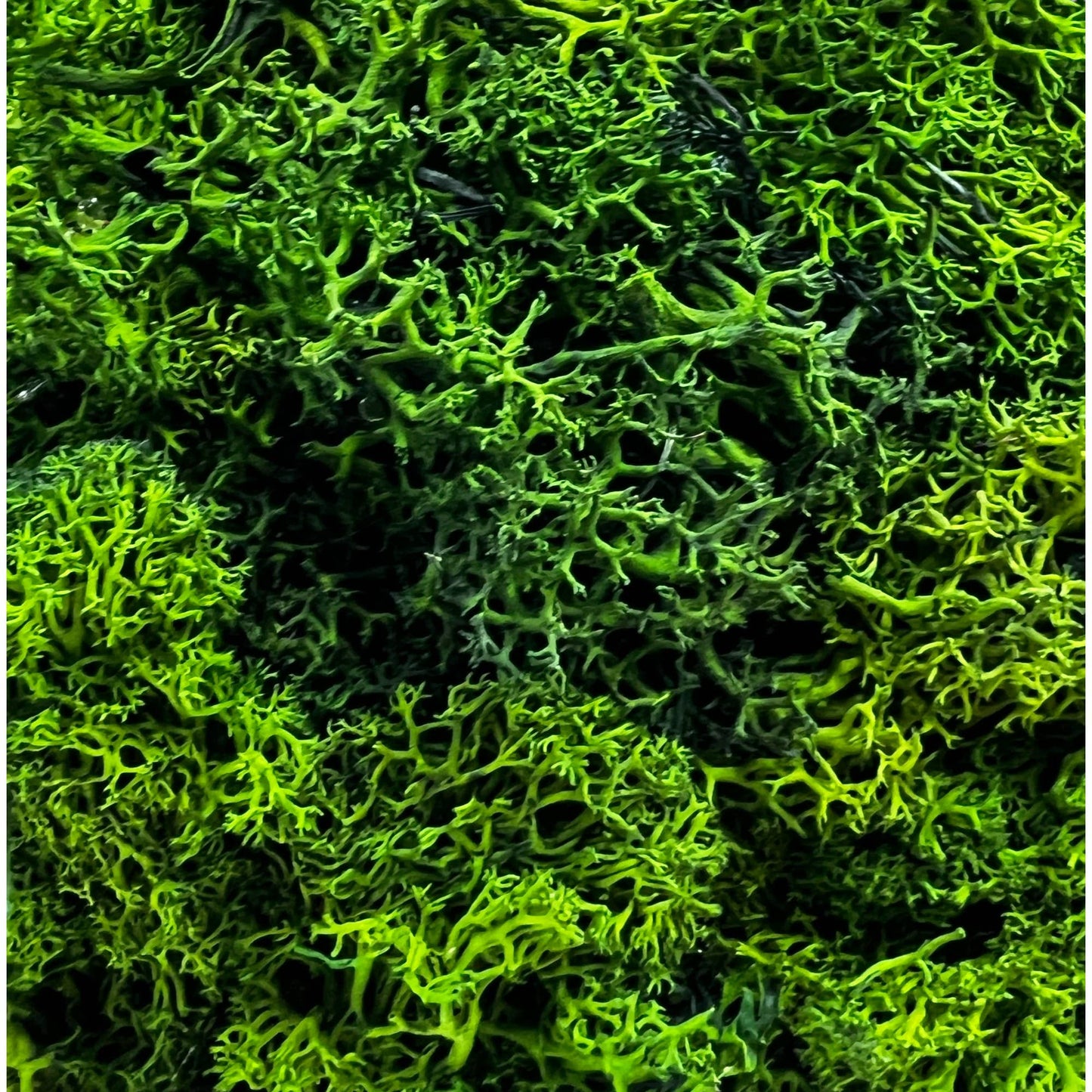 Le Menagerie - Preserved 16 in Reindeer Moss Ball Potted Topiary Tree