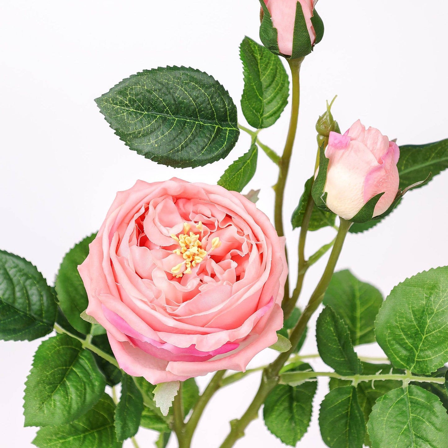 Angel Isabella - 30" 3-Head Real touch English Austin Cabbage Rose Stem