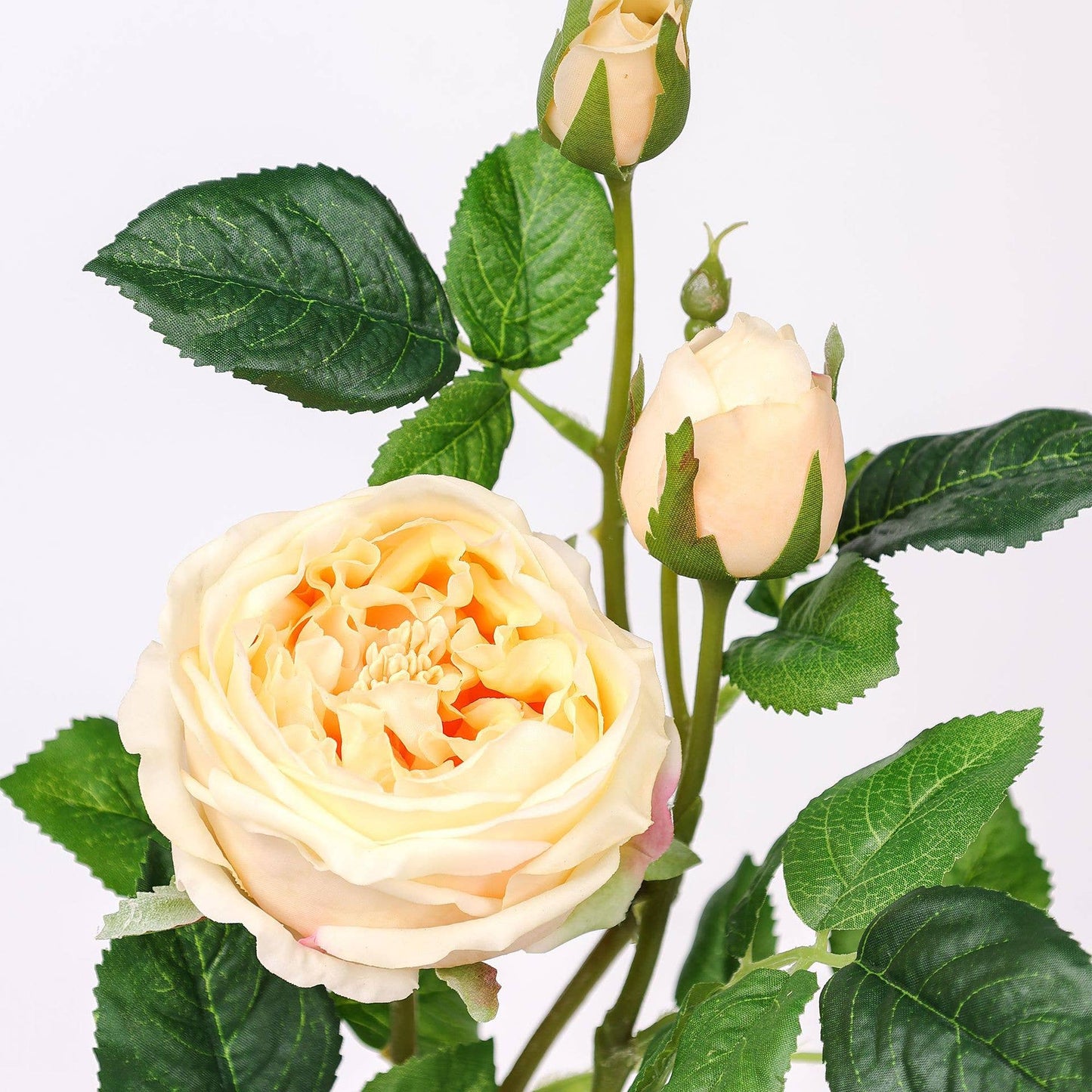 Angel Isabella - 30" 3-Head Real touch English Austin Cabbage Rose Stem