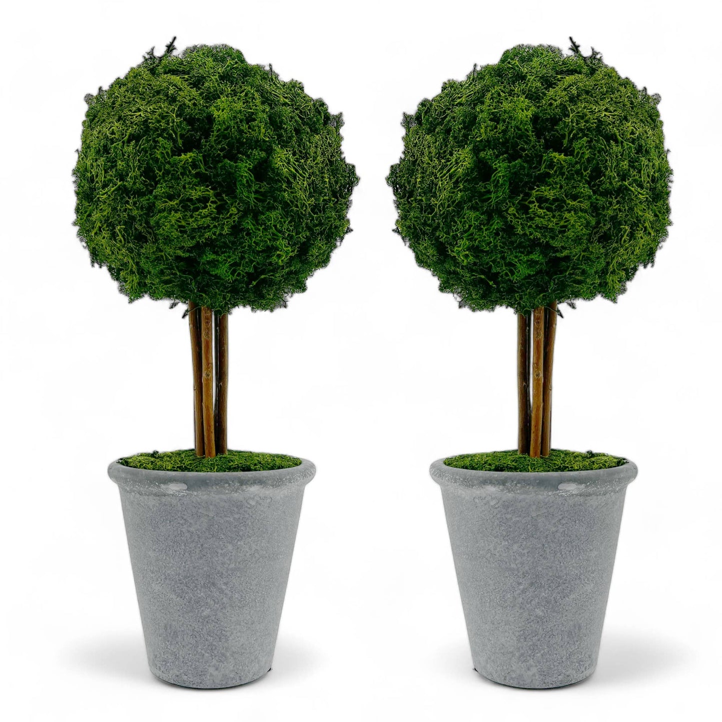 Le Menagerie - Preserved 16 in Reindeer Moss Ball Potted Topiary Tree