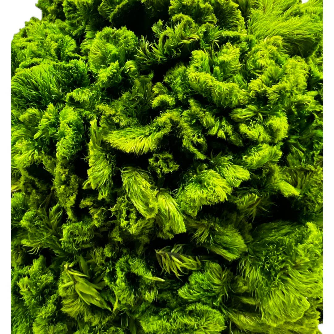 Le Menagerie - Preserved 17 Inch Cockscomb Cone Topiary Plant in Pot