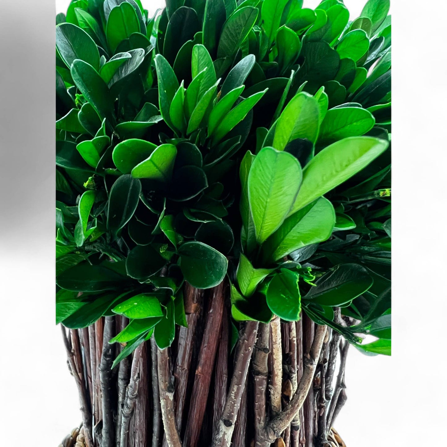 Le Menagerie - Boxwood Standing Topiary Plant