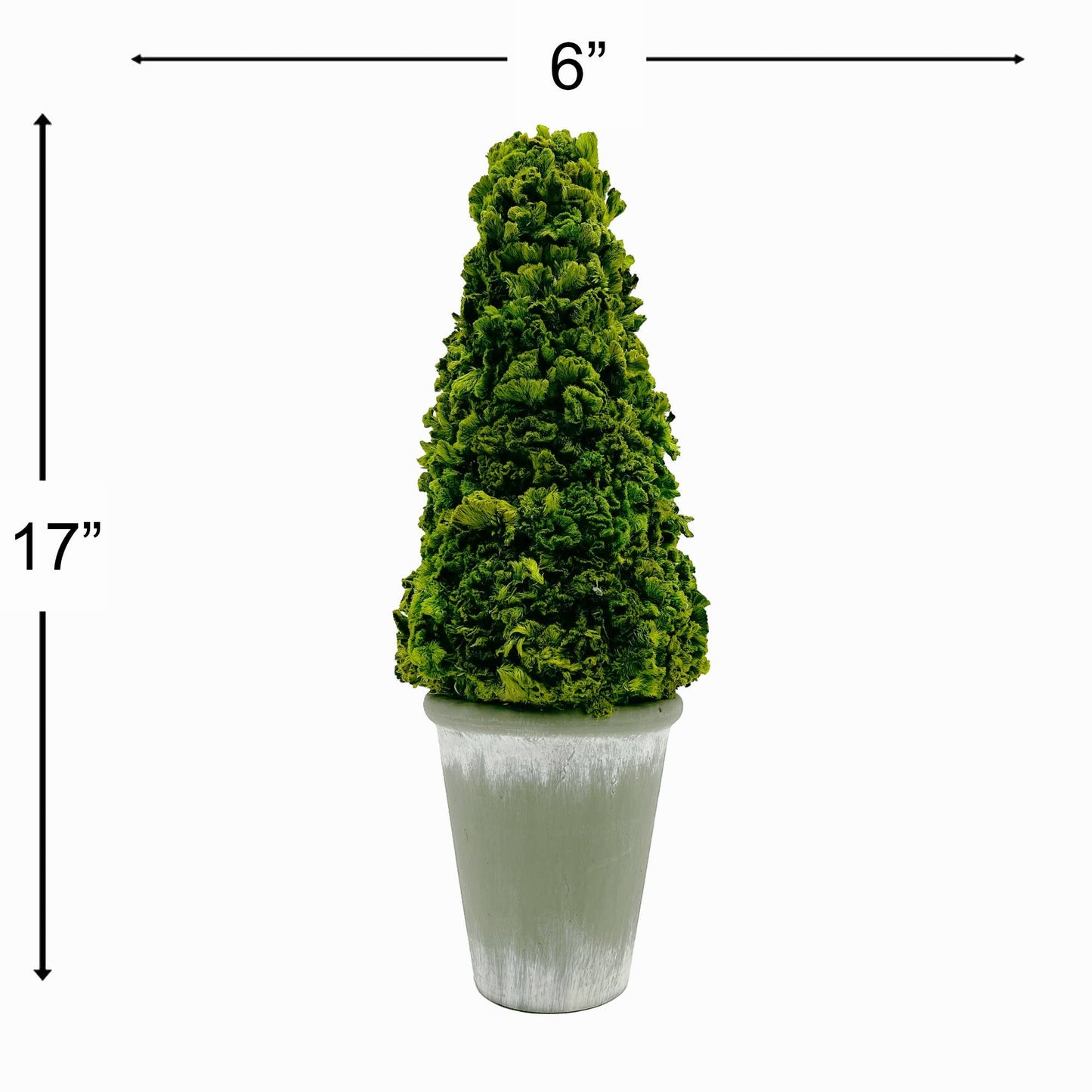 Le Menagerie - Preserved 17 Inch Cockscomb Cone Topiary Plant in Pot