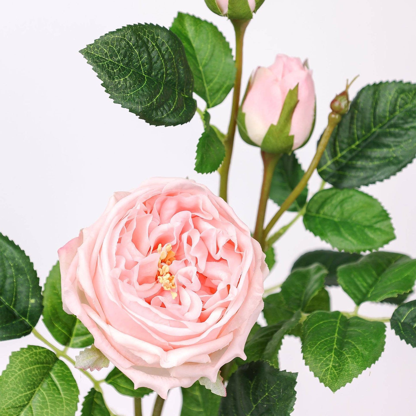 Angel Isabella - 30" 3-Head Real touch English Austin Cabbage Rose Stem