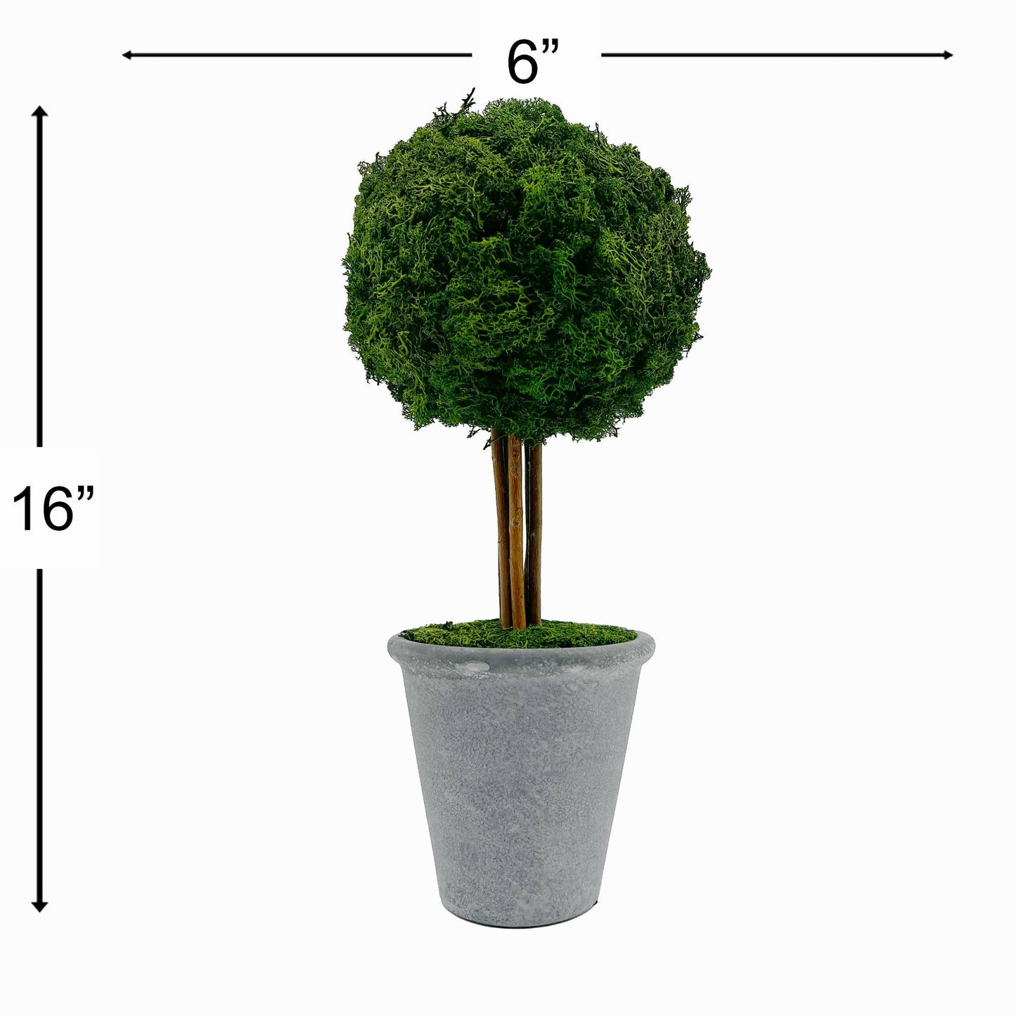 Le Menagerie - Preserved 16 in Reindeer Moss Ball Potted Topiary Tree