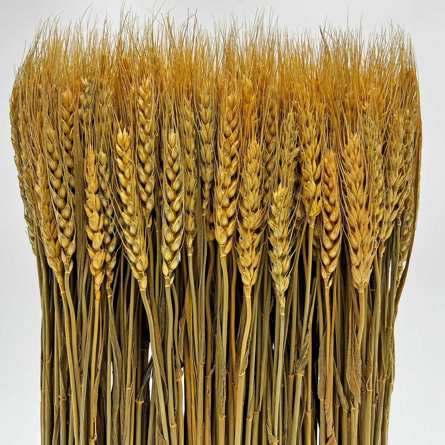 Le Menagerie - Preserved Decorative Wheat Standing Plant - Gold