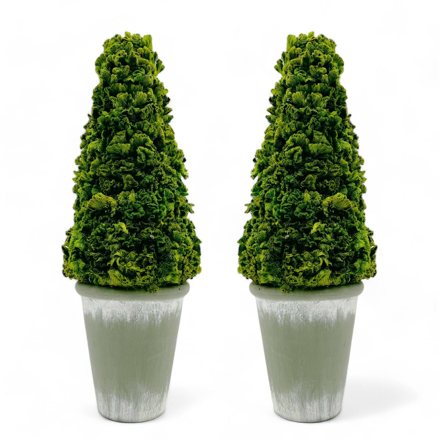 Le Menagerie - Preserved 17 Inch Cockscomb Cone Topiary Plant in Pot