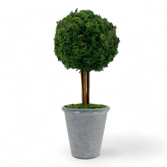 Le Menagerie - Preserved 16 in Reindeer Moss Ball Potted Topiary Tree