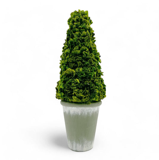Le Menagerie - Preserved 17 Inch Cockscomb Cone Topiary Plant in Pot